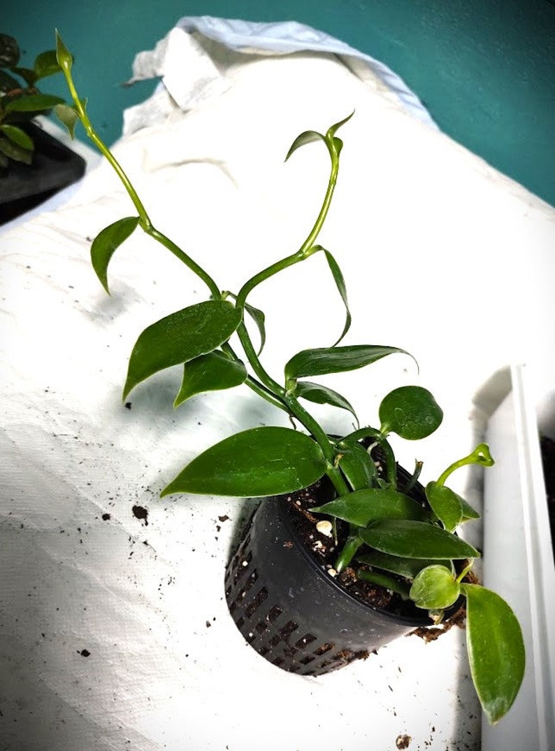 Planta de vainilla - Orquídea de frijol Planifolia imagen 6