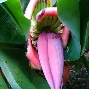 Banana Plant-TrulyTiny (2 plants)