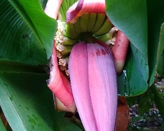 Banana-TrulyTiny (3 plants)