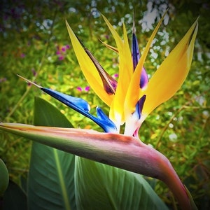 Bird of Paradise Bundle 3 Colors Trio