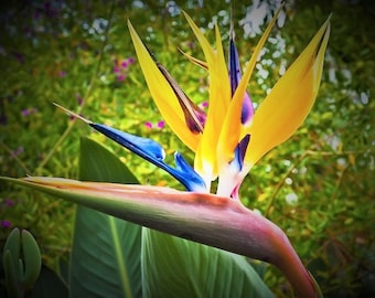 Bird of Paradise Bundle 3 Colors Trio