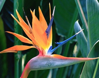 Bird of Paradise,Orange(2 Plants)Strelitzia reginae(2plants)