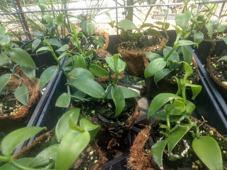 2 Vanilla Bean Orchids -FREE SHIPPING-4vines