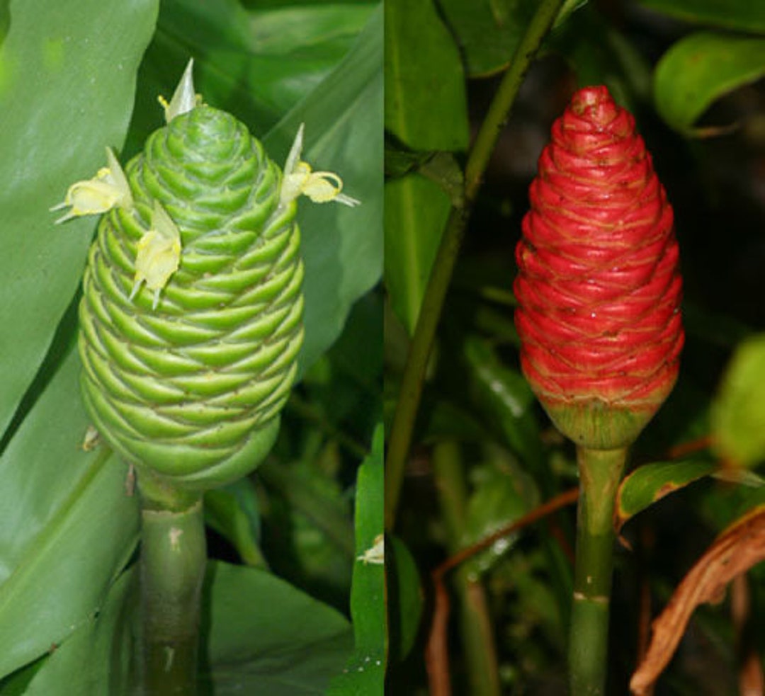 Shampoo Ginger 1 Pound of Bulbs Awapuhi Zingiberrhizomes Etsy