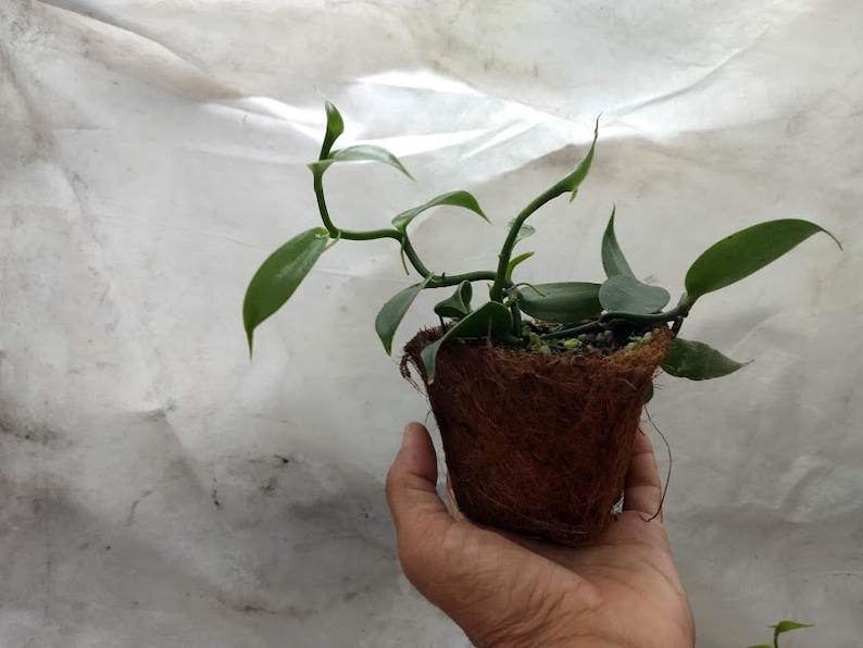2 Vanilla Bean Orchids -FREE SHIPPING-4vines