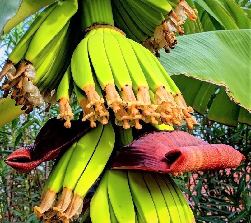 Banana Plants Bundle 4 Varieties