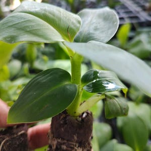 May include: Close-up of a small green plant with large, oval leaves. The plant is in a dark brown soil plug, with visible roots. The background is blurred, showing other plants.