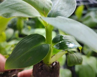 Árboles de plátano 3 plantas