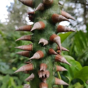 Silk Floss Seedling,Ceiba,1 Tree,Kapok,chorisia
