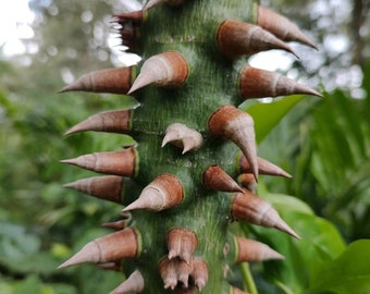 Silk Floss Seedling,Ceiba,1 Tree,Kapok,chorisia