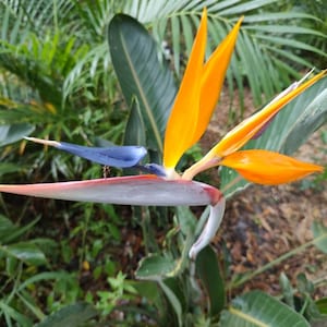 Bird of Paradise,Orange(3 Plants)Strelitzia reginae
