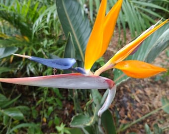 Bird of Paradise,Orange(3 Plants)Strelitzia reginae
