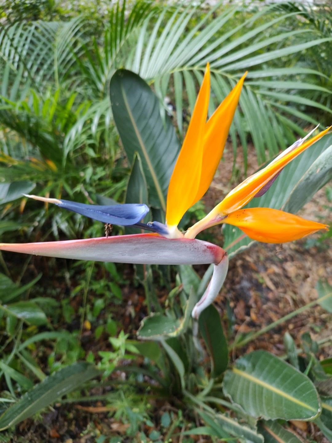 Bird of Paradise,orange(2 Plants)strelitzia Reginae - Etsy