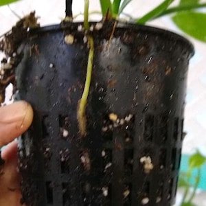 Planta de vainilla - Orquídea de frijol Planifolia imagen 7