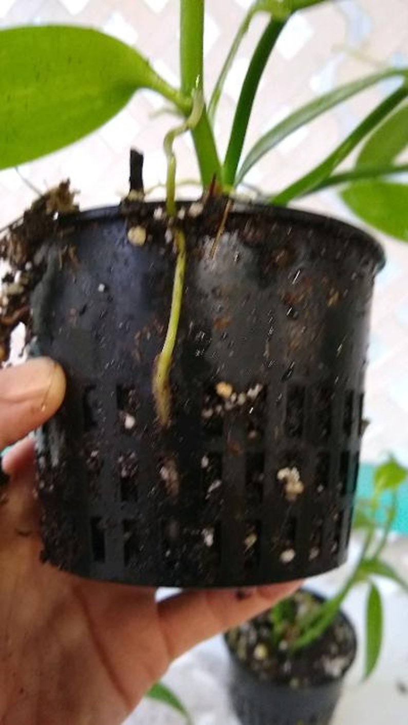 Planta de vainilla - Orquídea de frijol Planifolia imagen 7