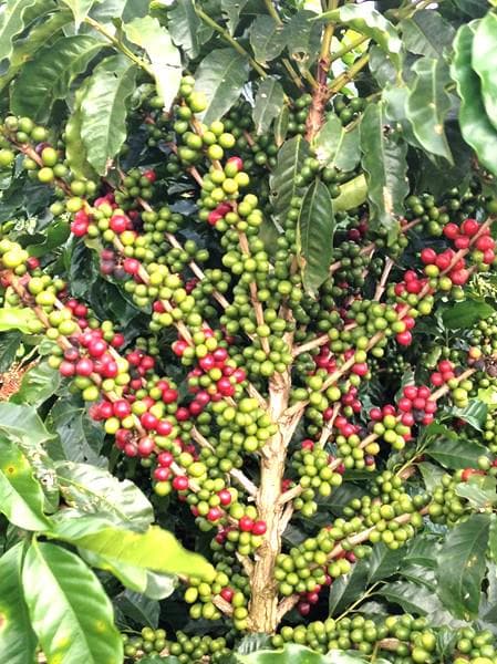 Coffee Bean (3) Plants