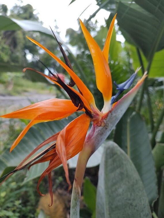 Bird of Paradise,orange(2 Plants)strelitzia Reginae - Etsy