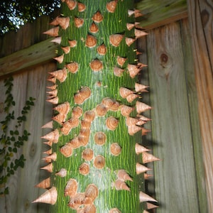 Silk Floss Seedling,Ceiba,1 Tree,Kapok,chorisia