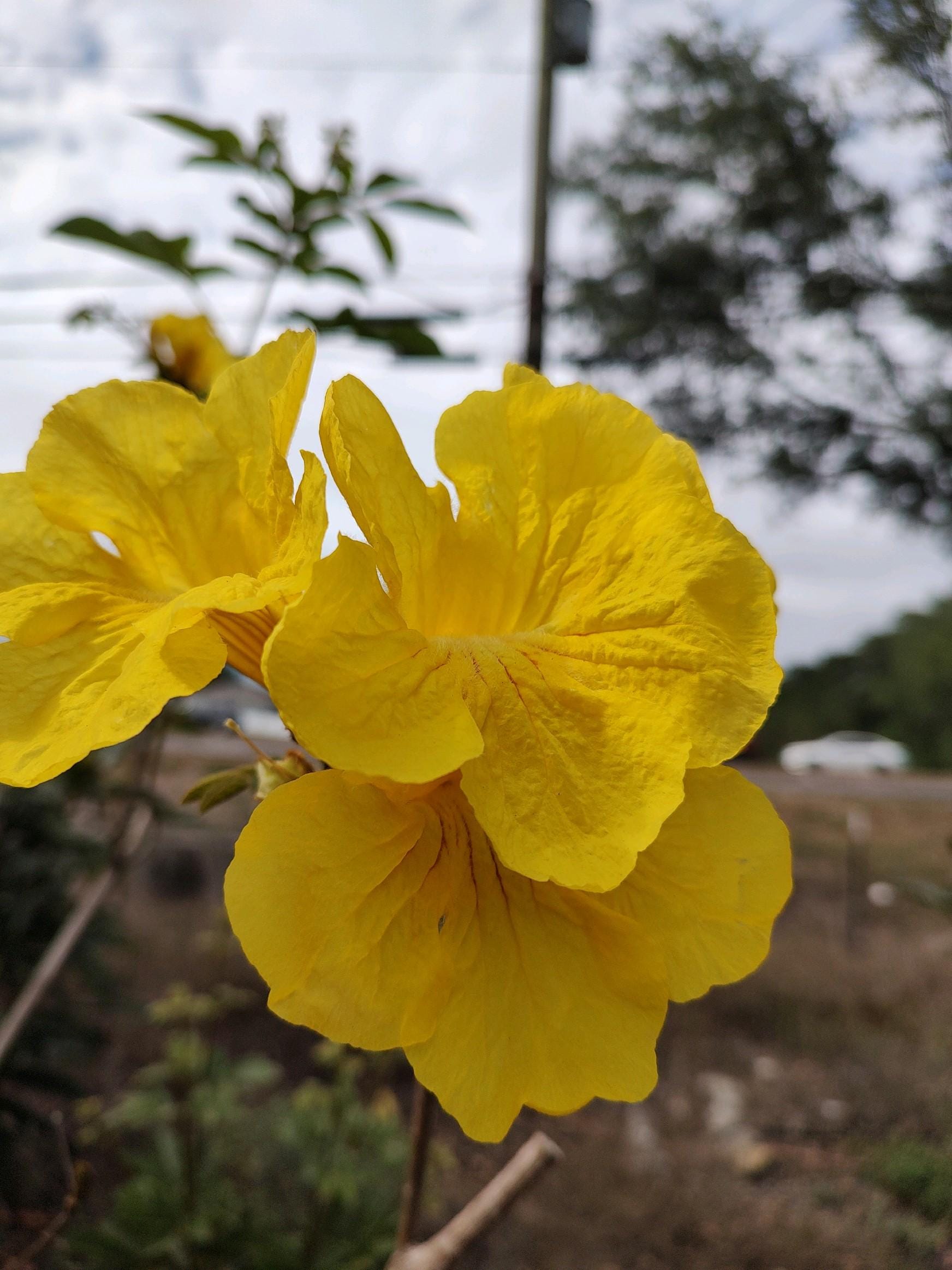 Tabebuia Caraiba-Yellow Trumpet Tree - Etsy 日本