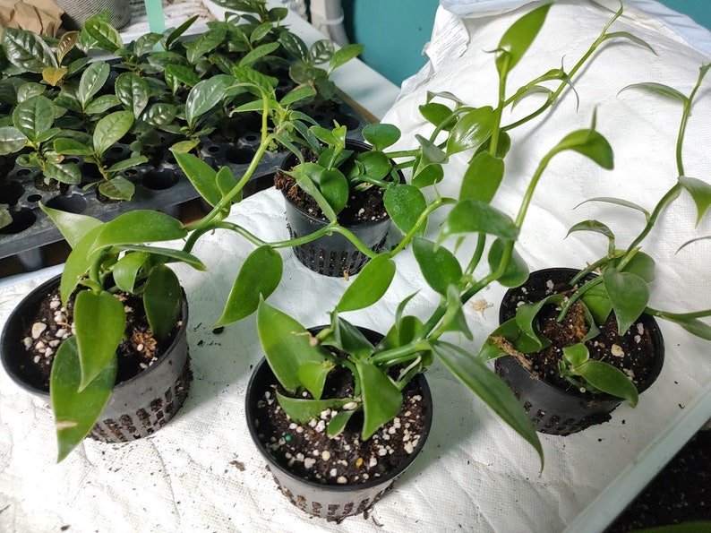 May include: Five potted vanilla plants with green leaves and stems in black pots with drainage holes. The plants are on a white surface.