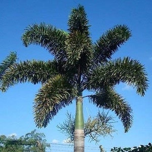 Foxtail Palm(2 Palms) Wodyetia bifurcata,