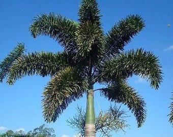 Foxtail Palm(2 Palms) Wodyetia bifurcata,