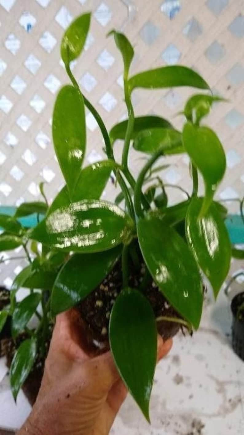 Planta de vainilla - Orquídea de frijol Planifolia imagen 5