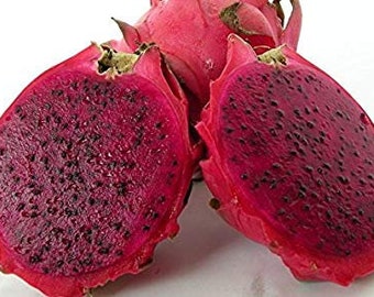 Dragon Fruit,Edgar's Baby-Hylocereus undatus