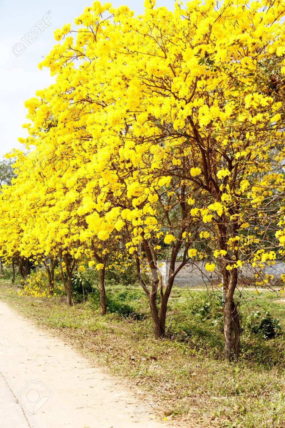 Tabebuia Caraibayellow Trumpet Tree Etsy