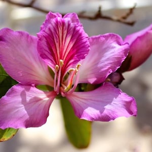 May include: Close-up of a vibrant pink flower with delicate petals and a striking red and white striped center. The flower is surrounded by green leaves and a bud, suggesting a botanical theme.
