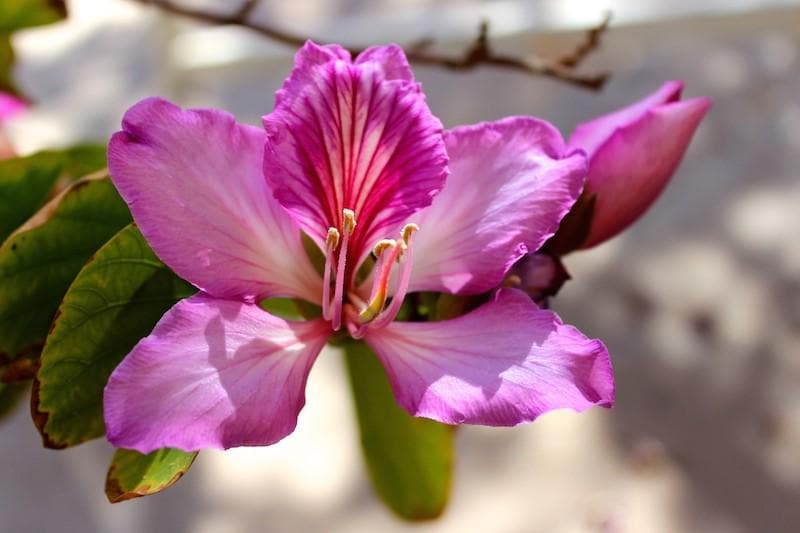 Witte Bloemen Van De Bauhinia - Boomstructuur. Orchidee Bloemen In De Zon Boom Sluiten Dicht Image271949593