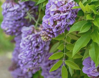 Glicinia-Cascadas Amatista-3 plantas