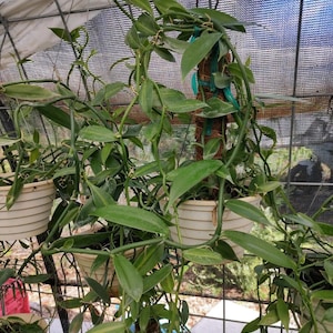 Vanilla Planifolia(2)cuttings 12-15&quot;