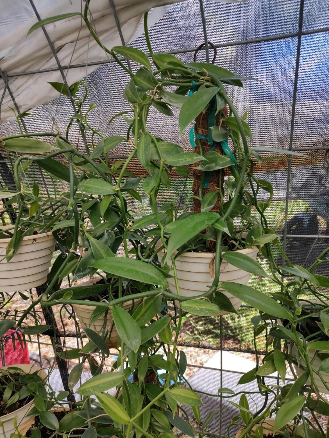 Vanilla Planifolia(2)cuttings 12-15"