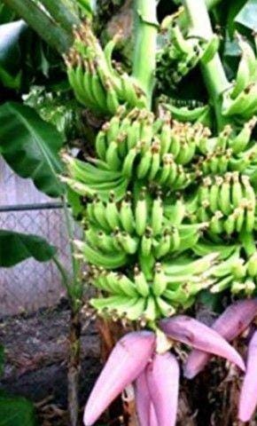 Banana Double Mahoi 2 plants