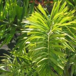 Foxtail Palm(1)Wodyetia bifurcata Seedling
