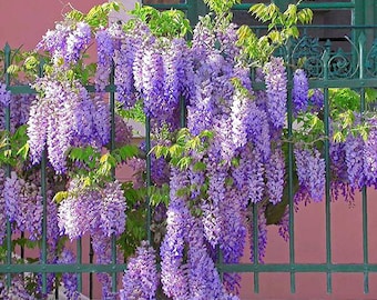 Wisteria-Amethyst Falls-2 plants-