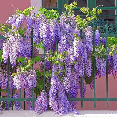 Wisteria-Amethyst Falls-2 plants-