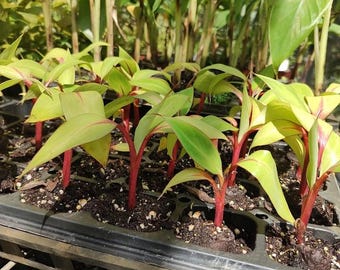 Banana Red Cuban(2)