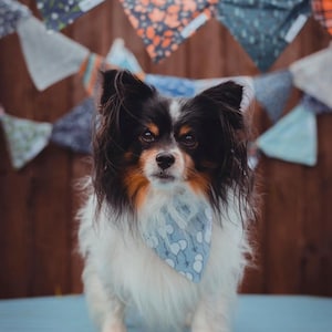 Birthday Boy Bandana - Dog Bandana - Personalised Bandana - Dog Accessories - Baloon - Party - Dog Birthday