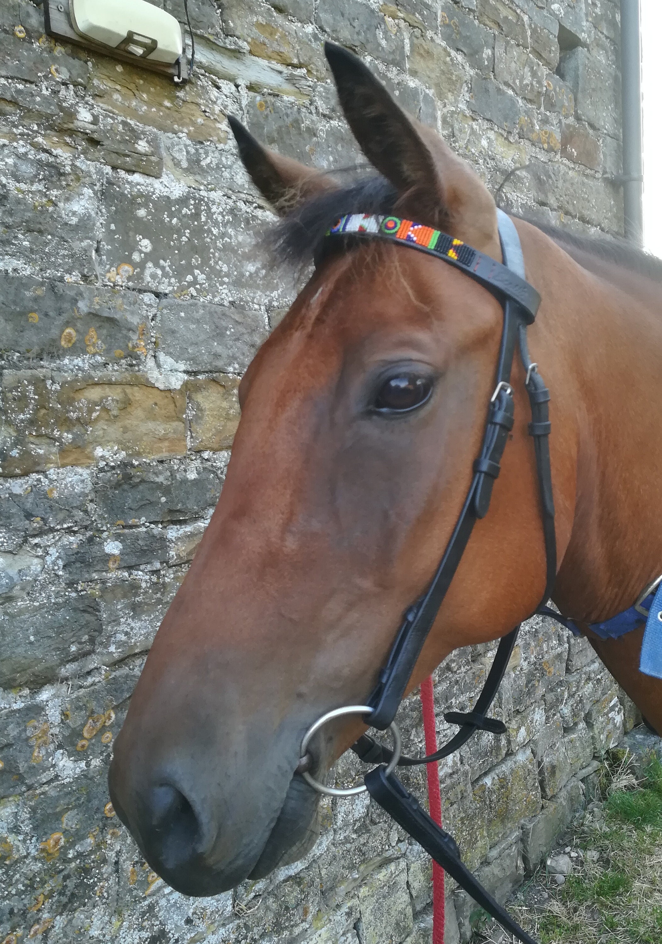 Beaded leather Browbands - Horse 16" (41cm), Cob 15" (38cm), Pony 14" (36cm). Fast-Tracked delivery from the UK