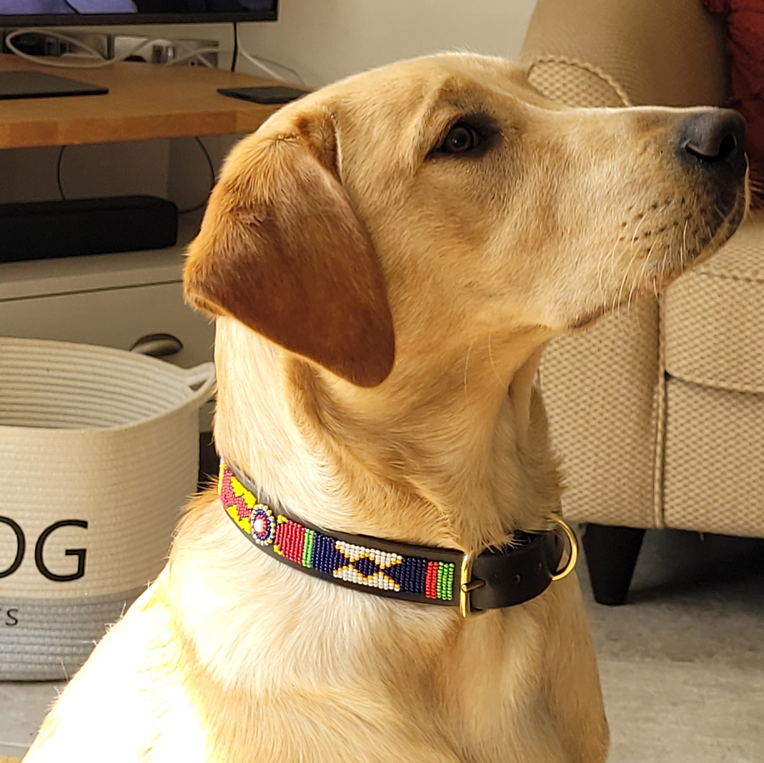 What Is Neck Girth On A Dog