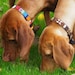 see more listings in the Dog collars section