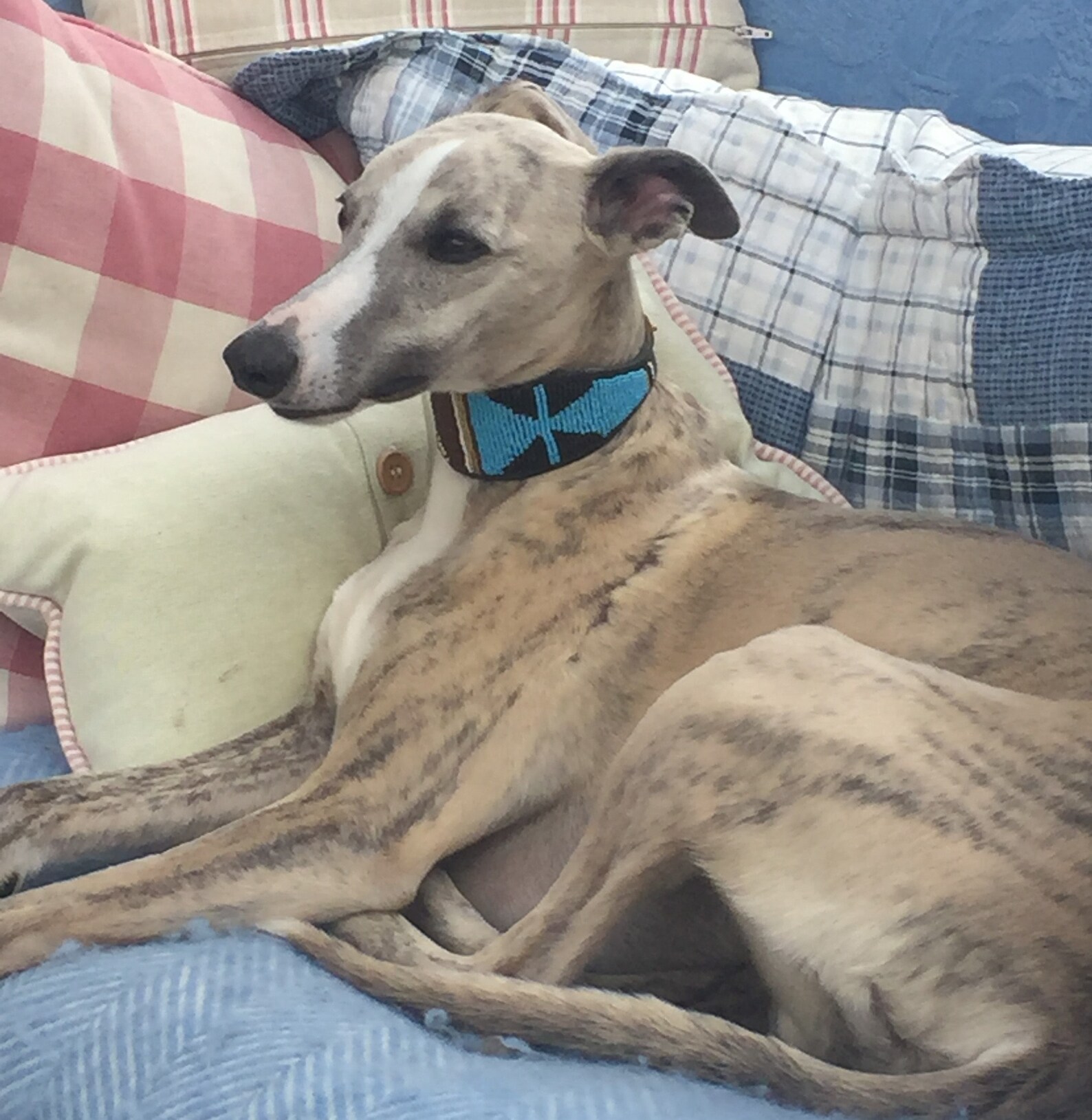 Beaded Leather Lurcher Dog Collars Neck Size 1315 Etsy UK