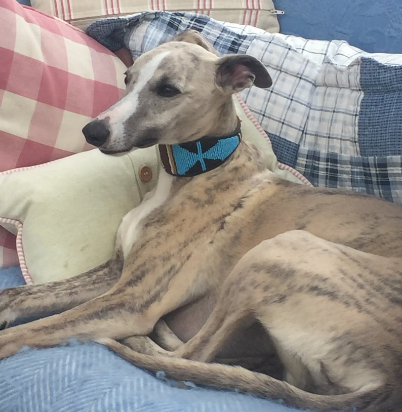 Beaded Leather Lurcher Dog Collars Neck Size 1315 Etsy UK