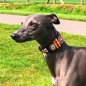 K&ouml;nnte beinhalten: Ein grauer Whippet-Hund tr&auml;gt ein buntes Perlenhalsband mit roten, orangefarbenen, gelben, blauen und gr&uuml;nen Perlen. Das Halsband hat eine schwarze Lederbasis und ist mit kreisf&ouml;rmigen Mustern verziert.