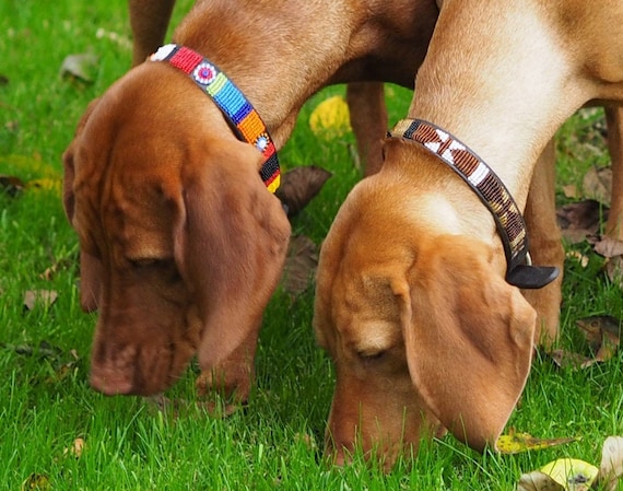 dog collar medium size