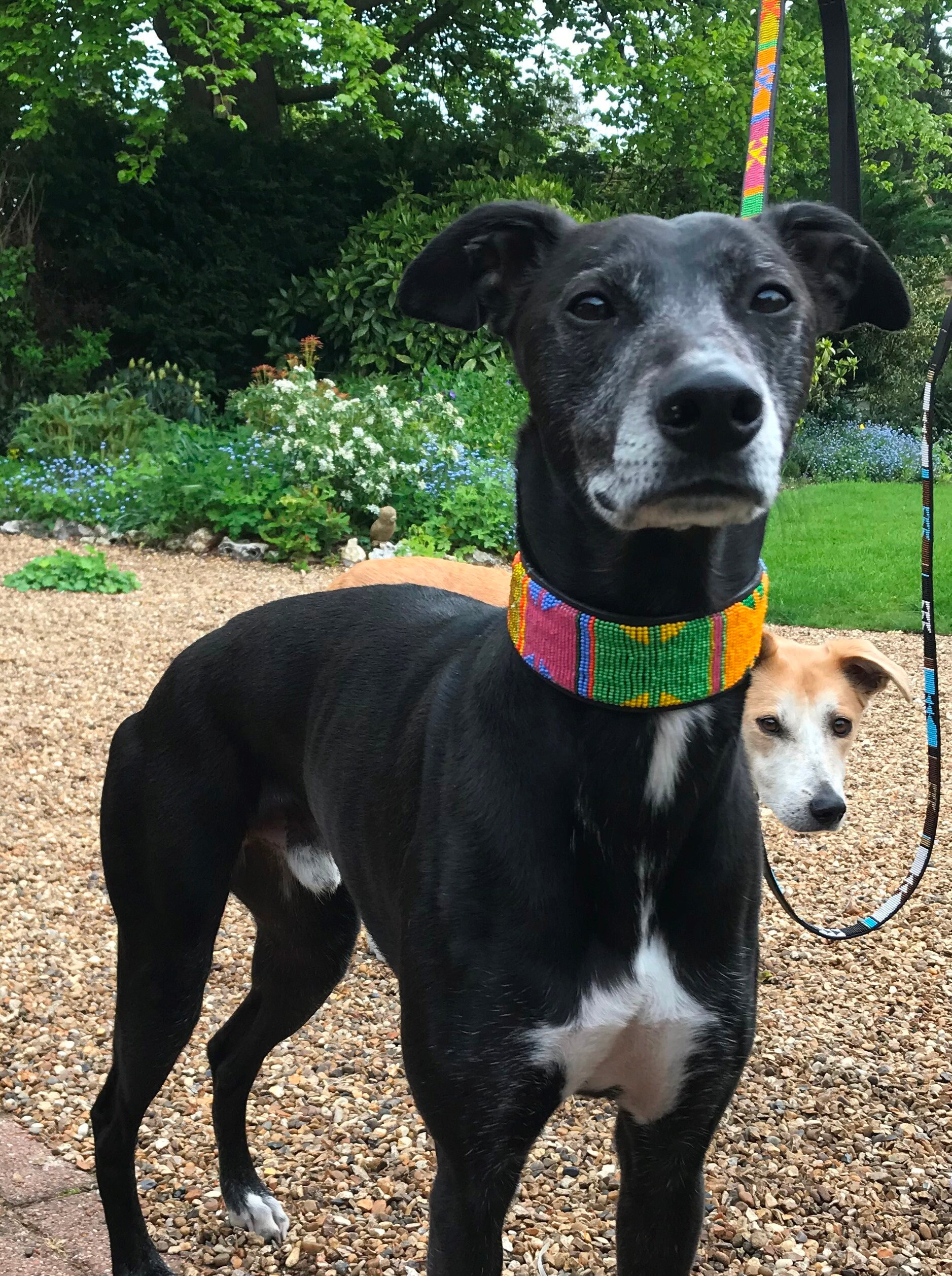Beaded leather Lurcher dog collars Neck size 1315 Etsy