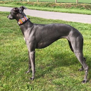 K&ouml;nnte beinhalten: Ein grauer Whippet steht auf gr&uuml;nem Gras und tr&auml;gt ein buntes Perlenhalsband mit orangefarbenen, gelben, roten, blauen und wei&szlig;en Akzenten.