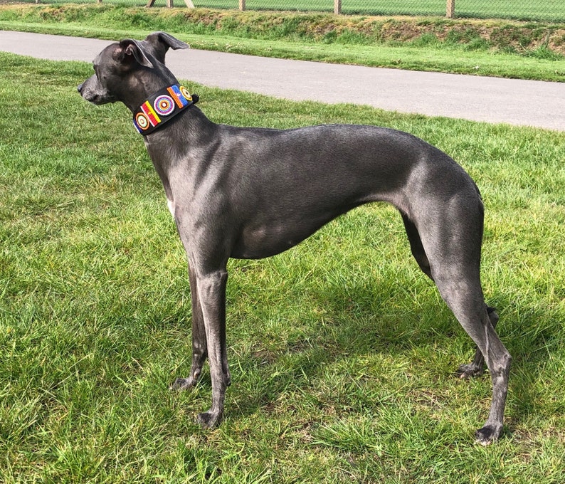 K&ouml;nnte beinhalten: Ein grauer Whippet steht auf gr&uuml;nem Gras und tr&auml;gt ein buntes Perlenhalsband mit orangefarbenen, gelben, roten, blauen und wei&szlig;en Akzenten.